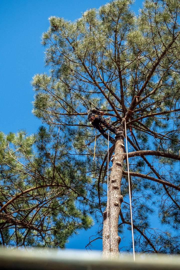 Abattage d'arbre Soorts-Hossegor