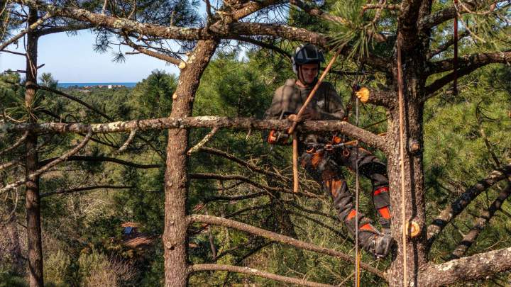 Démantèlement arbre Soorts-Hossegor