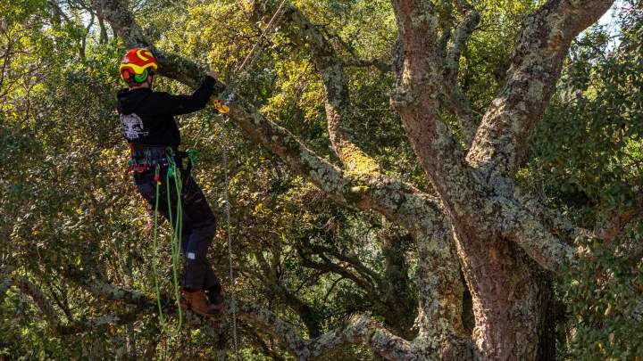 Abattage d'arbre Soorts-Hossegor
