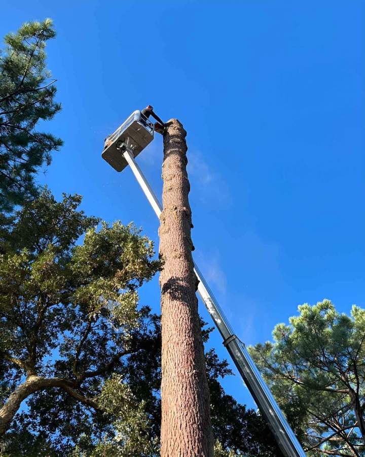Gran Experiencia en Técnicas de Tala de Árboles