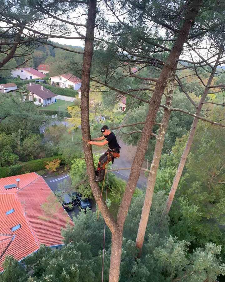 Professionnel de l'abattage d'arbre Soorts-Hossegor