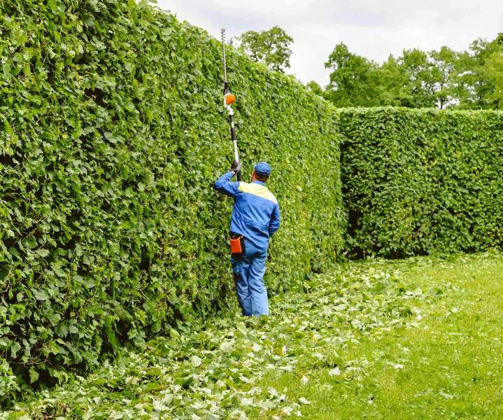 Hedge Trimming Soorts-Hossegor