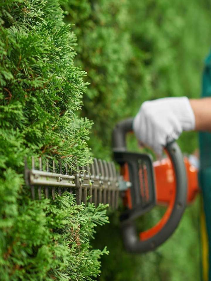 Professional Hedge Trimming in Soorts-Hossegor